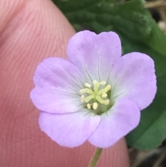 Geranium solanderi var. solanderi (Native Geranium) at Cotter River, ACT - 7 Dec 2022 by Tapirlord