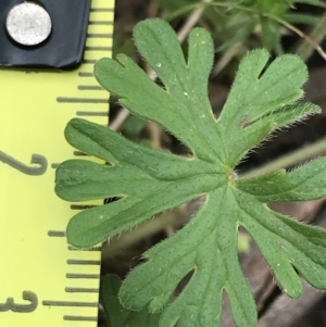 Geranium solanderi var. solanderi at Cotter River, ACT - 7 Dec 2022