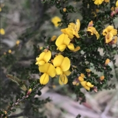 Bossiaea foliosa (Leafy Bossiaea) at Namadgi National Park - 7 Dec 2022 by Tapirlord