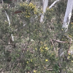 Bossiaea foliosa at Cotter River, ACT - 7 Dec 2022