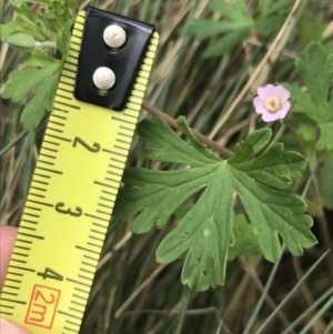 Geranium potentilloides at Cotter River, ACT - 7 Dec 2022