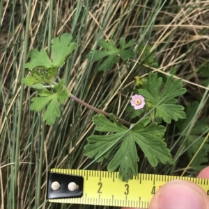 Geranium potentilloides at Cotter River, ACT - 7 Dec 2022