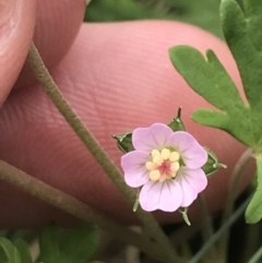 Geranium potentilloides at Cotter River, ACT - 7 Dec 2022