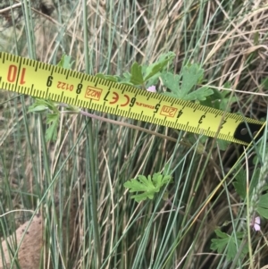 Geranium potentilloides at Cotter River, ACT - 7 Dec 2022