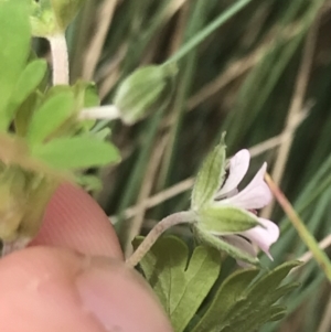 Geranium potentilloides at Cotter River, ACT - 7 Dec 2022