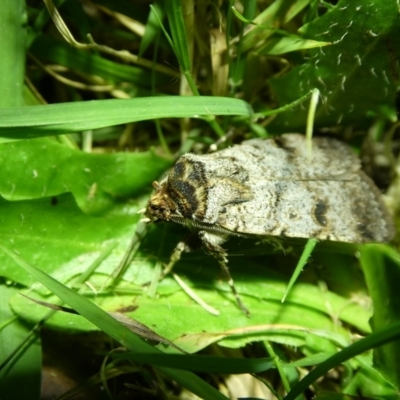 Proteuxoa tibiata (Horseshoe Noctuid) at Mongarlowe River - 8 Mar 2021 by arjay