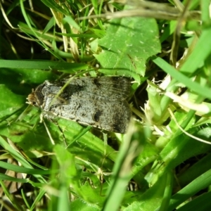 Proteuxoa tibiata at Charleys Forest, NSW - 8 Mar 2021