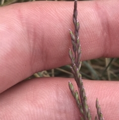 Poa sieberiana (Poa Tussock) at Cotter River, ACT - 7 Dec 2022 by Tapirlord