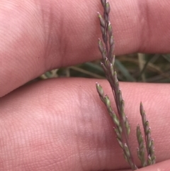 Poa sieberiana at Cotter River, ACT - 7 Dec 2022