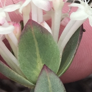 Pimelea glauca at Brindabella, NSW - 7 Dec 2022