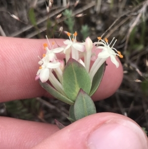 Pimelea glauca at Brindabella, NSW - 7 Dec 2022