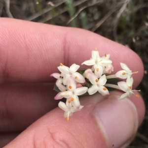 Pimelea glauca at Brindabella, NSW - 7 Dec 2022