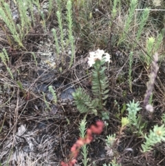 Pimelea glauca at Brindabella, NSW - 7 Dec 2022