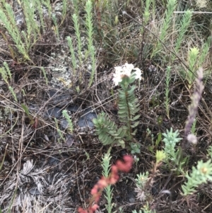 Pimelea glauca at Brindabella, NSW - 7 Dec 2022