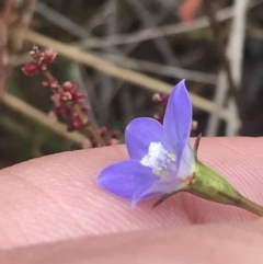 Wahlenbergia multicaulis (Tadgell's Bluebell) at Brindabella, NSW - 7 Dec 2022 by Tapirlord