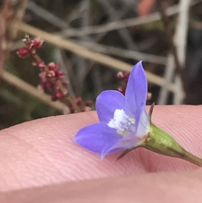 Wahlenbergia multicaulis (Tadgell's Bluebell) at Bimberi Nature Reserve - 7 Dec 2022 by Tapirlord