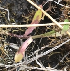 Wahlenbergia multicaulis at Brindabella, NSW - 7 Dec 2022 01:23 PM