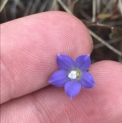 Wahlenbergia multicaulis at Brindabella, NSW - 7 Dec 2022 01:23 PM