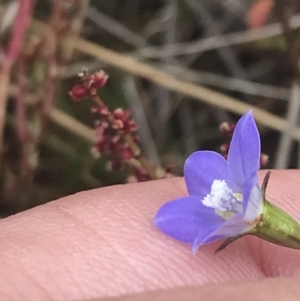 Wahlenbergia multicaulis at Brindabella, NSW - 7 Dec 2022