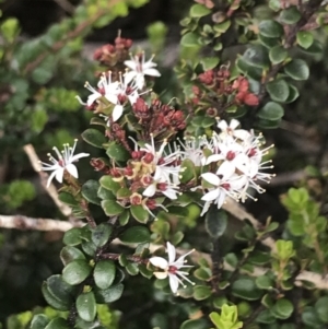 Leionema lamprophyllum subsp. obovatum at Brindabella, NSW - suppressed