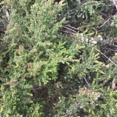 Leionema lamprophyllum subsp. obovatum at Brindabella, NSW - 7 Dec 2022