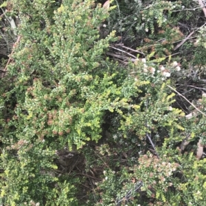 Leionema lamprophyllum subsp. obovatum at Brindabella, NSW - suppressed