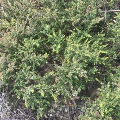 Leionema lamprophyllum subsp. obovatum at Brindabella, NSW - suppressed