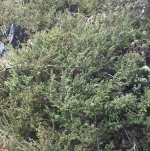 Leionema lamprophyllum subsp. obovatum at Brindabella, NSW - 7 Dec 2022