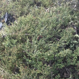 Leionema lamprophyllum subsp. obovatum at Brindabella, NSW - suppressed