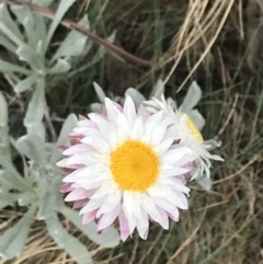 Leucochrysum alpinum (Alpine Sunray) at Brindabella, NSW - 7 Dec 2022 by Tapirlord