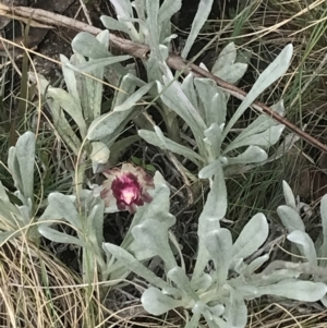 Leucochrysum alpinum at Brindabella, NSW - 7 Dec 2022