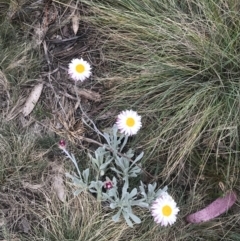 Leucochrysum alpinum at Brindabella, NSW - 7 Dec 2022