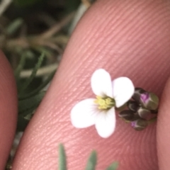 Cardamine lilacina (Lilac Bitter-cress) at Bimberi Nature Reserve - 7 Dec 2022 by Tapirlord