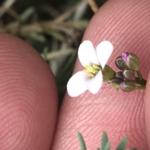 Cardamine lilacina at Brindabella, NSW - 7 Dec 2022 12:46 PM