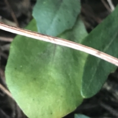 Cardamine lilacina at Brindabella, NSW - 7 Dec 2022
