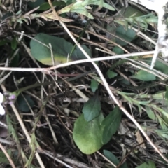 Cardamine lilacina at Brindabella, NSW - 7 Dec 2022 12:46 PM