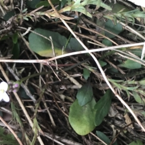 Cardamine lilacina at Brindabella, NSW - 7 Dec 2022