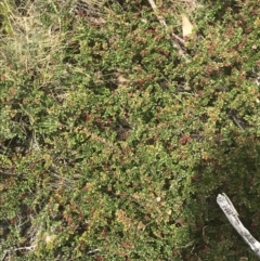 Leionema lamprophyllum subsp. obovatum at Brindabella, NSW - 7 Dec 2022