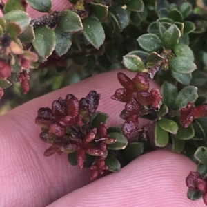 Leionema lamprophyllum subsp. obovatum at Brindabella, NSW - suppressed