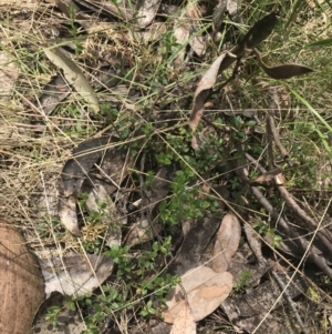 Gonocarpus montanus at Cotter River, ACT - 7 Dec 2022 12:06 PM