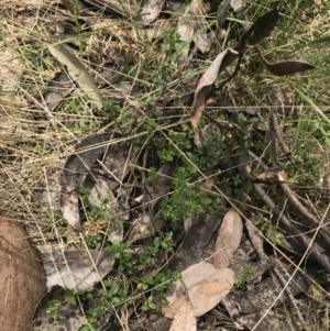 Gonocarpus montanus at Cotter River, ACT - 7 Dec 2022 12:06 PM