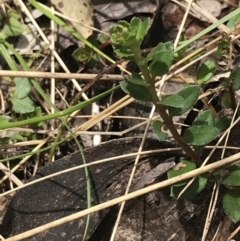 Gonocarpus montanus at Cotter River, ACT - 7 Dec 2022 12:06 PM