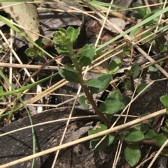 Gonocarpus montanus at Cotter River, ACT - 7 Dec 2022