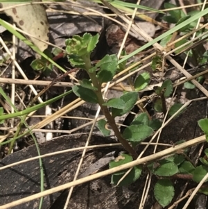 Gonocarpus montanus at Cotter River, ACT - 7 Dec 2022 12:06 PM