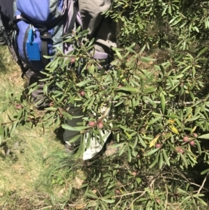 Persoonia subvelutina at Cotter River, ACT - 7 Dec 2022