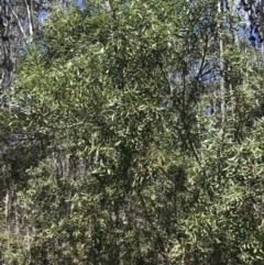 Persoonia subvelutina at Cotter River, ACT - 7 Dec 2022 11:48 AM