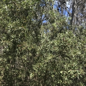 Persoonia subvelutina at Cotter River, ACT - 7 Dec 2022 11:48 AM