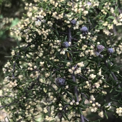 Pomaderris phylicifolia subsp. ericoides (Narrow-leaf Pomaderris) at Namadgi National Park - 6 Dec 2022 by Tapirlord