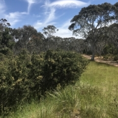 Pomaderris phylicifolia subsp. ericoides at Cotter River, ACT - 7 Dec 2022