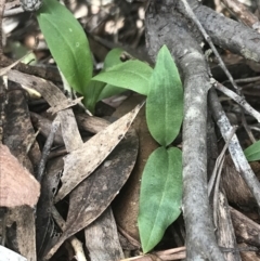 Chiloglottis sp. (A Bird/Wasp Orchid) at Brindabella, NSW - 7 Dec 2022 by Tapirlord